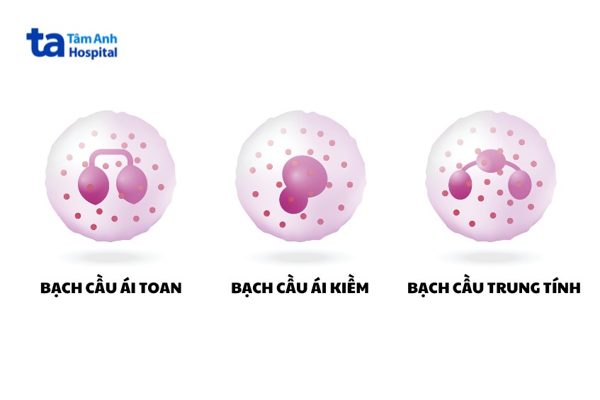 bạch cầu ái toan ái kiềm và trung tính là các loại bạch cầu hạt được nhắc đến