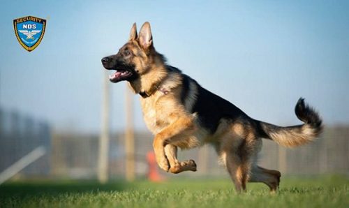 chó German Shepherd