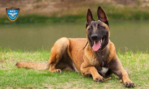 chó Malinois Bỉ