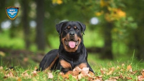 chó Rottweiler