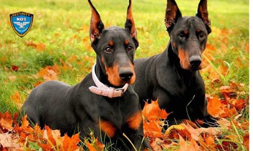 chó Doberman