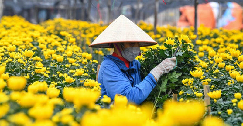 Làng hoa Ngọc Hà ở Hà Nội