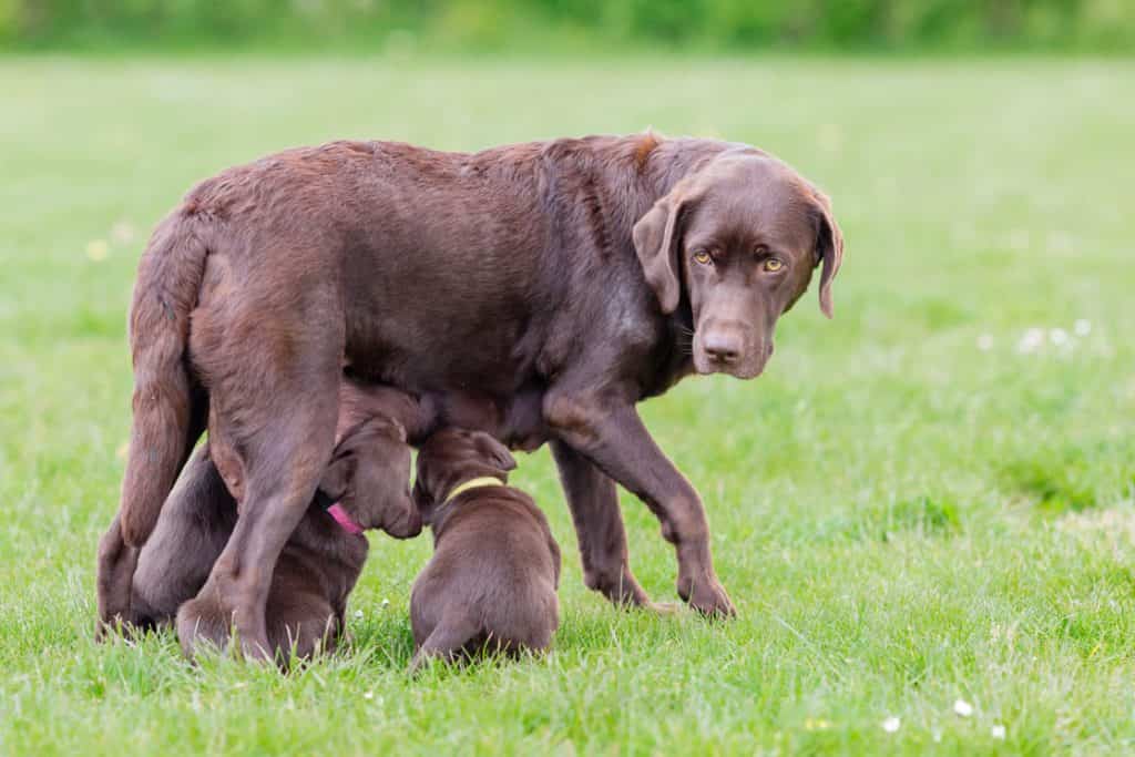 lưu ý khi nuôi chó labrador