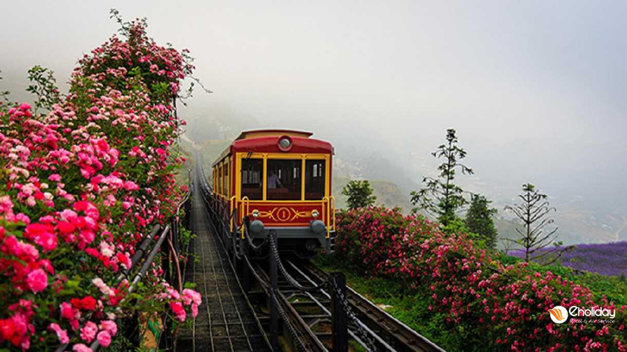 Thung Lung Hoa Hong Lon Sapa