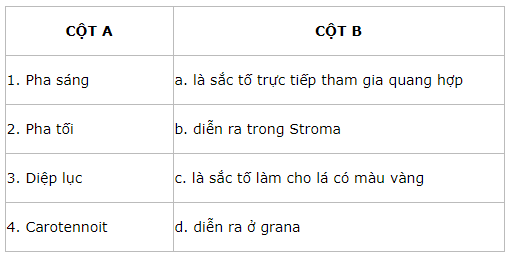 Trắc nghiệm Sinh học 11 Bài 8 có đáp án - Quang hợp ở thực vật (ảnh 1)