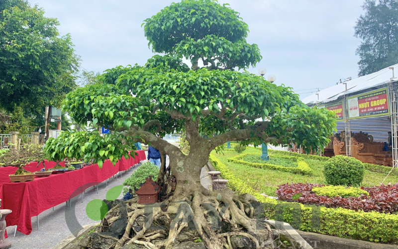 the cay canh bonsai