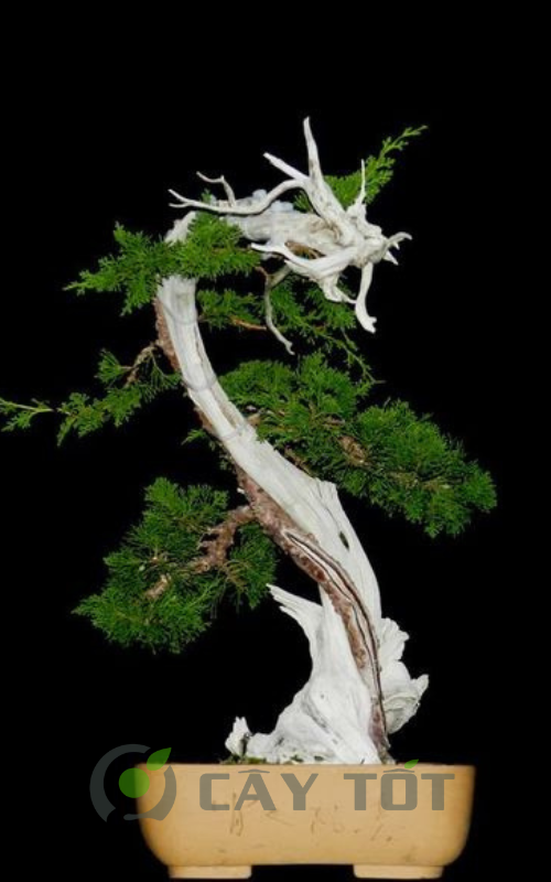 the cay canh bonsai