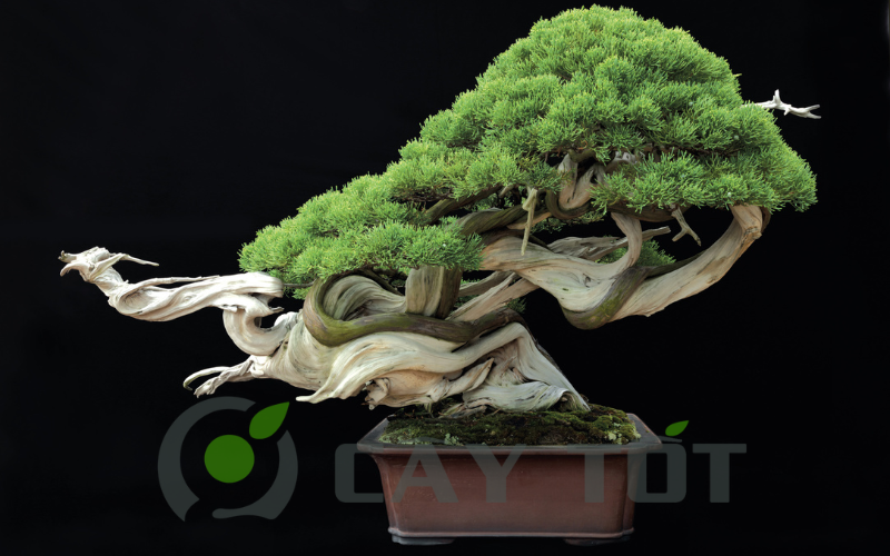 the cay bonsai