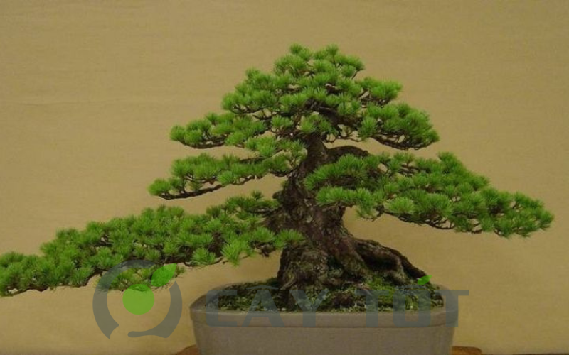 the cay canh bonsai