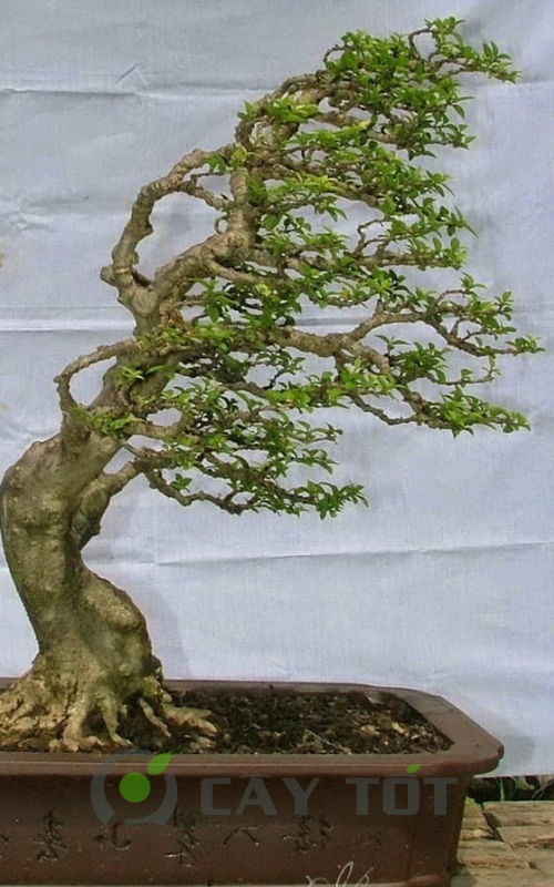 the cay canh bonsai