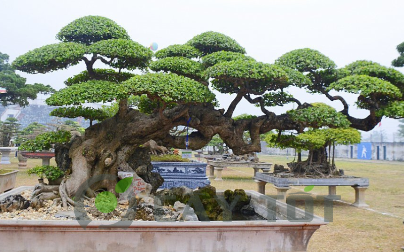 the cay canh bonsai