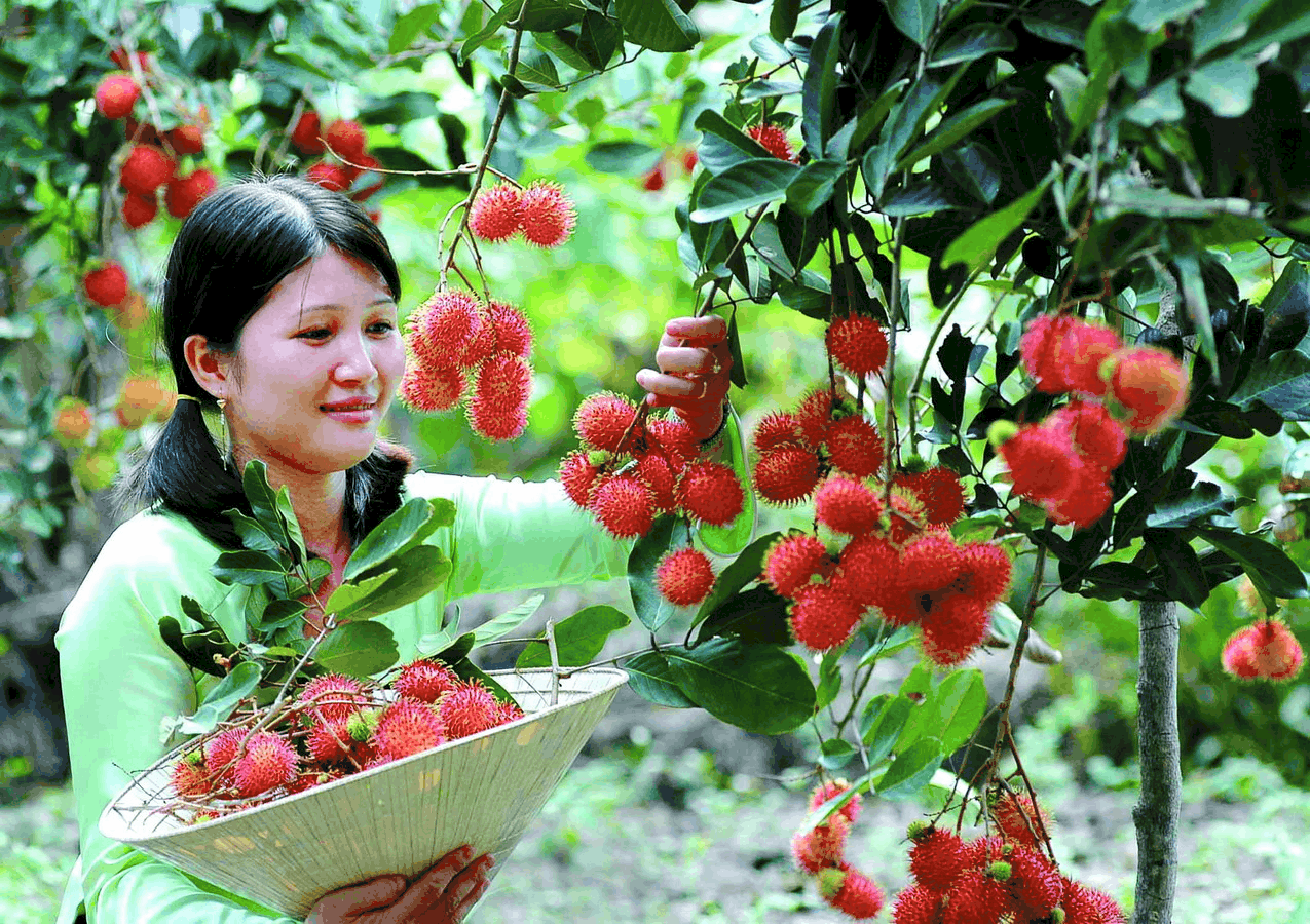 Du khách được tự tay hái hoa quả tại khu du lịch vườn trái(Ảnh: ST)