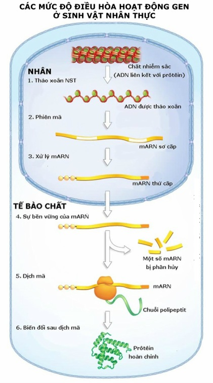 điều hòa hoạt động gen ở sinh vật nhân thực - điều hòa hoạt động gen