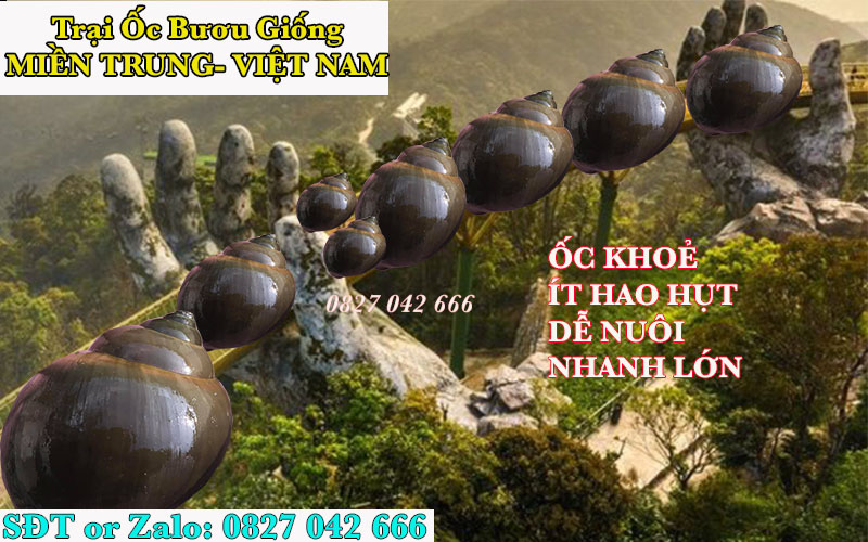 Trang trại ốc bươu giống Miền Trung Việt Nam