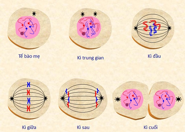 Nguyên phân giảm phân - Diễn biến trong quá trình nguyên phân 