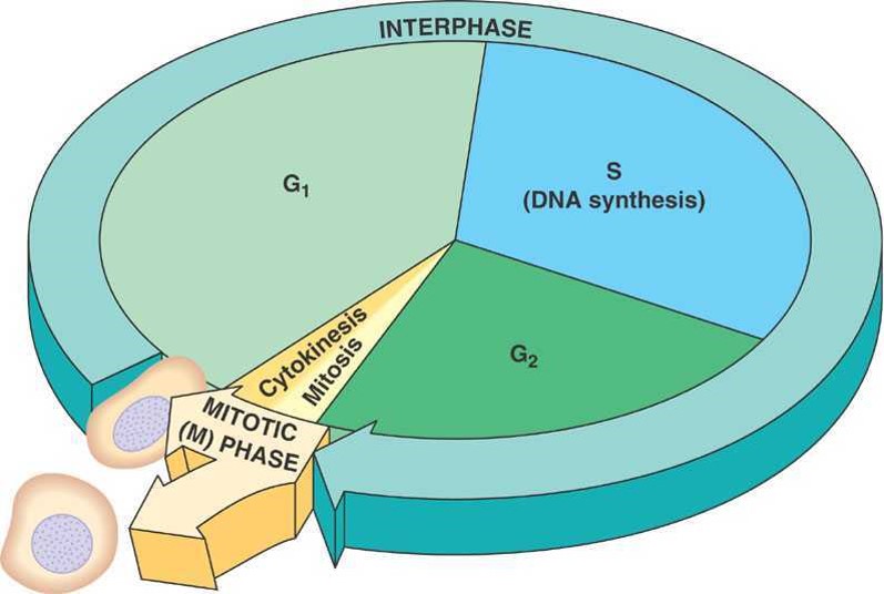 Nguyên phân giảm phân - Nguyên phân (Mitosis) là một phần trong chu kỳ tế bào