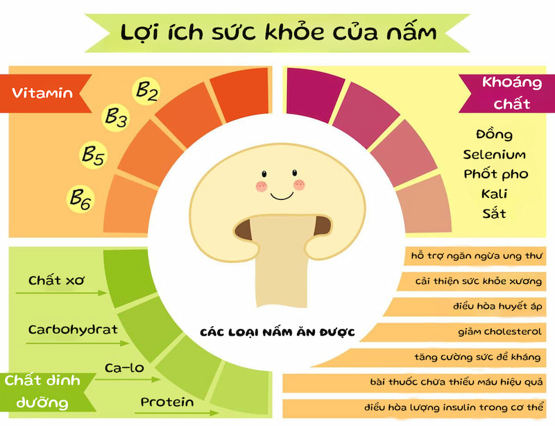 Các lợi ích sức khỏe của các loại nấm ăn được của Việt Nam và trên thế giới