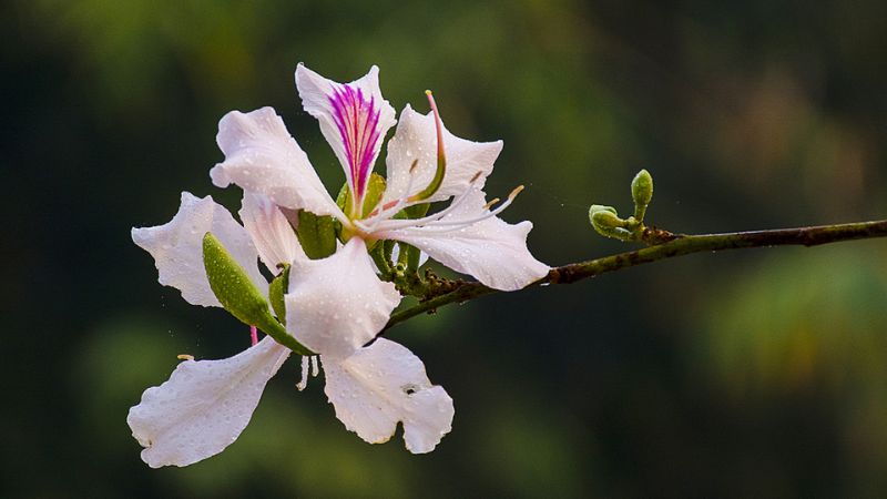 Hoa ban trắng vào buổi sớm