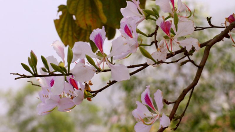 Hoa ban trắng đang dần chuyển màu