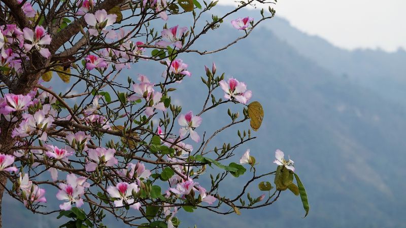 Lưu ý khi trồng và chăm sóc hoa ban trắng