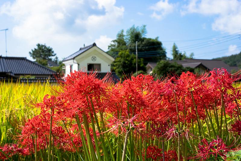 Hoa bỉ ngạn - Phân loại, ý nghĩa, sự tích và những sự thật - 9