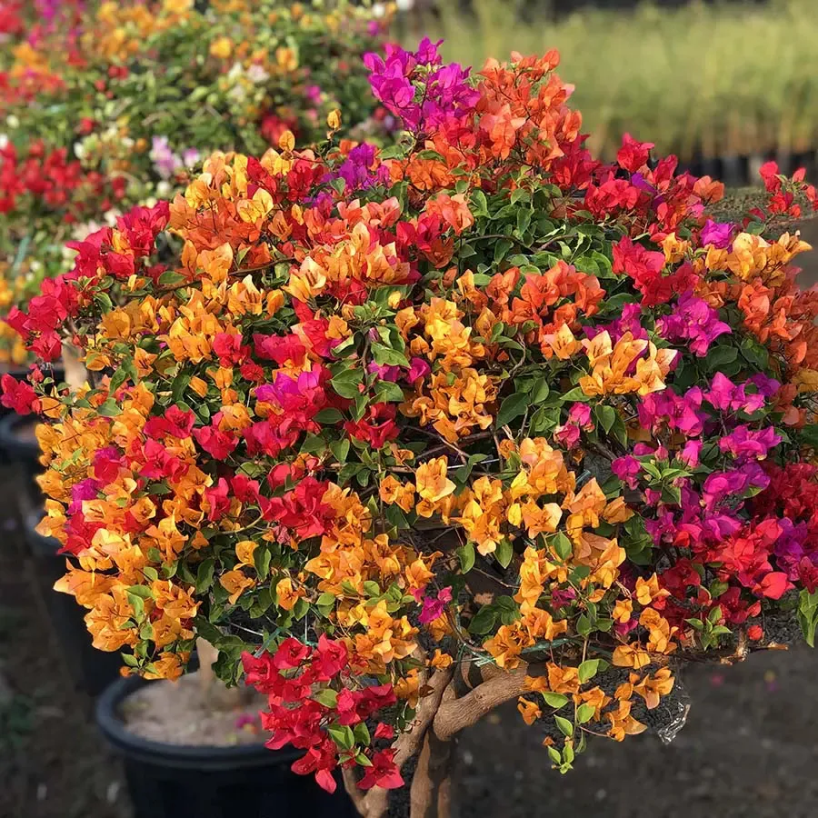 Hoa giấy Thái Lan (Bougainvillea Spectabilis)