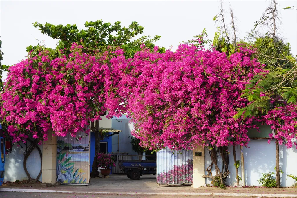 Trồng cây hoa giấy để tạo thêm bóng mát, tô điểm cảnh quan của ngôi nhà thêm ấn tượng, gần gũi thiên nhiên như trồng thành giàn trước cổng nhà, trồng ở trong vườn …