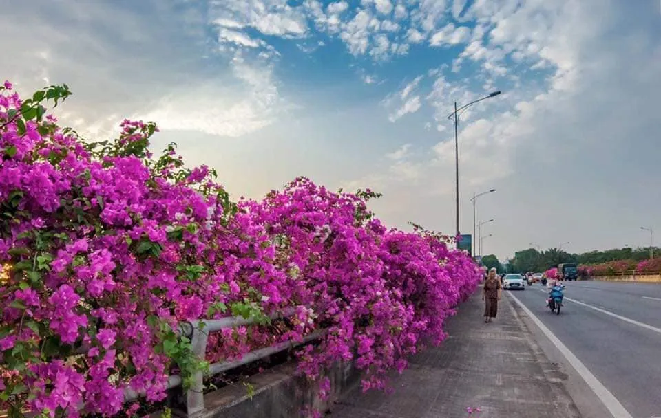 Vì đặc tính dễ thích nghi và sống ở nhiều điều kiện thời tiết khác nhau nên hoa giấy rất được nhiều người lựa chọn. Đồng thời, hoa có đặc tính dễ uốn thành nhiều kiểu và khả năng nhiều cảnh quan của đô thị như trồng từng cây trên dải phân cách, vỉa hè …