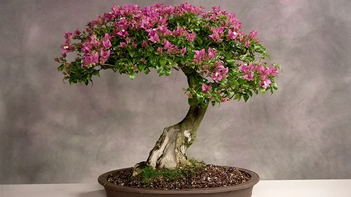 Bonsai hoa giấy thường không đòi hỏi nhiều công việc chăm sóc. Điều quan trọng là đảm bảo chúng được tưới nước đều đặn và đặt trong điều kiện ánh sáng phù hợp.