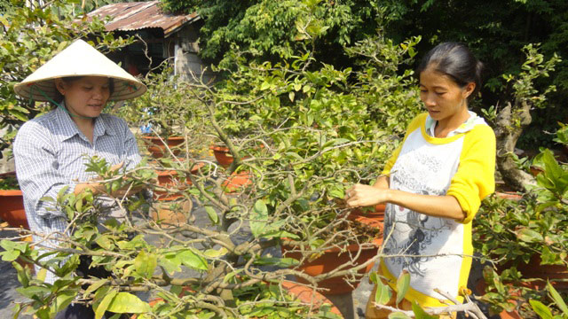 Thấy lá mai đã già, nhưng nụ mai còn hơi nhỏ, có thể sẽ nở trễ hơn Tết, nên tuốt lá sớm cỡ từ ngày 10 - 12 tháng Chạp, nghỉ tưới nước một ngày cho khô nhựa