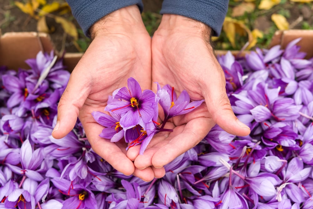 tác dụng của nhụy hoa nghệ tây saffron