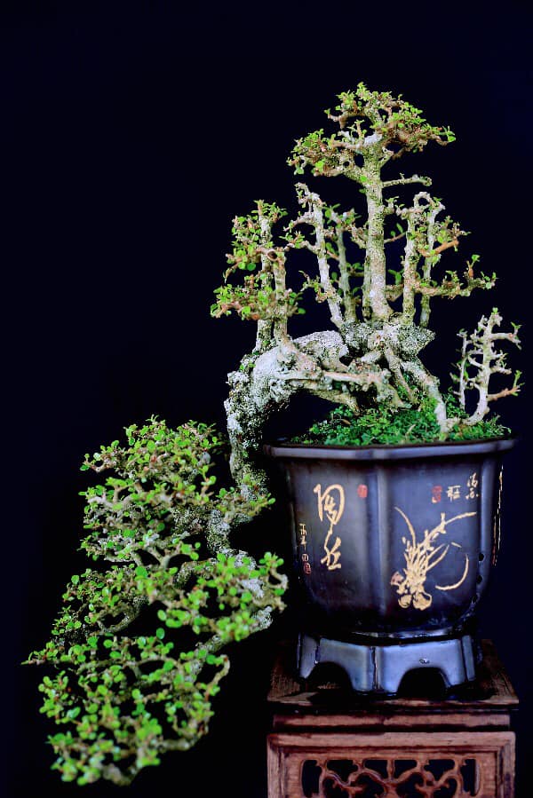 bonsai cây sam núi mẫu số 9