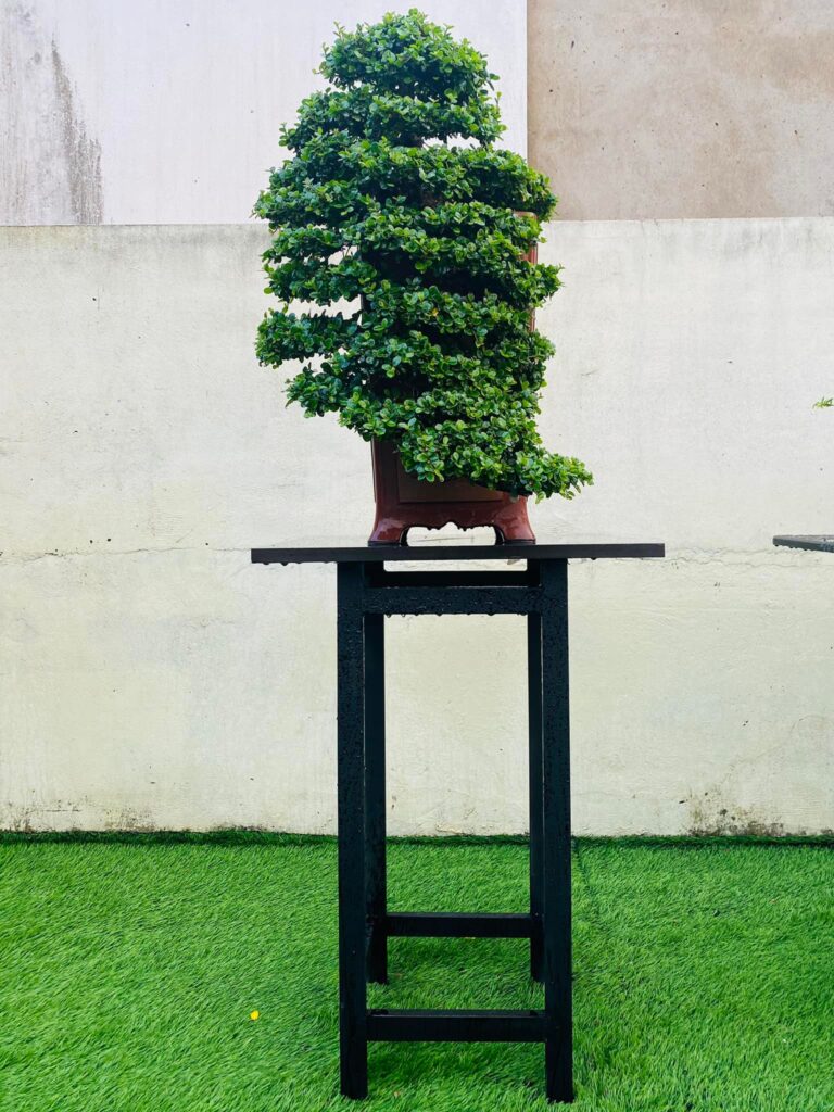 bonsai cây sam núi mẫu số 10