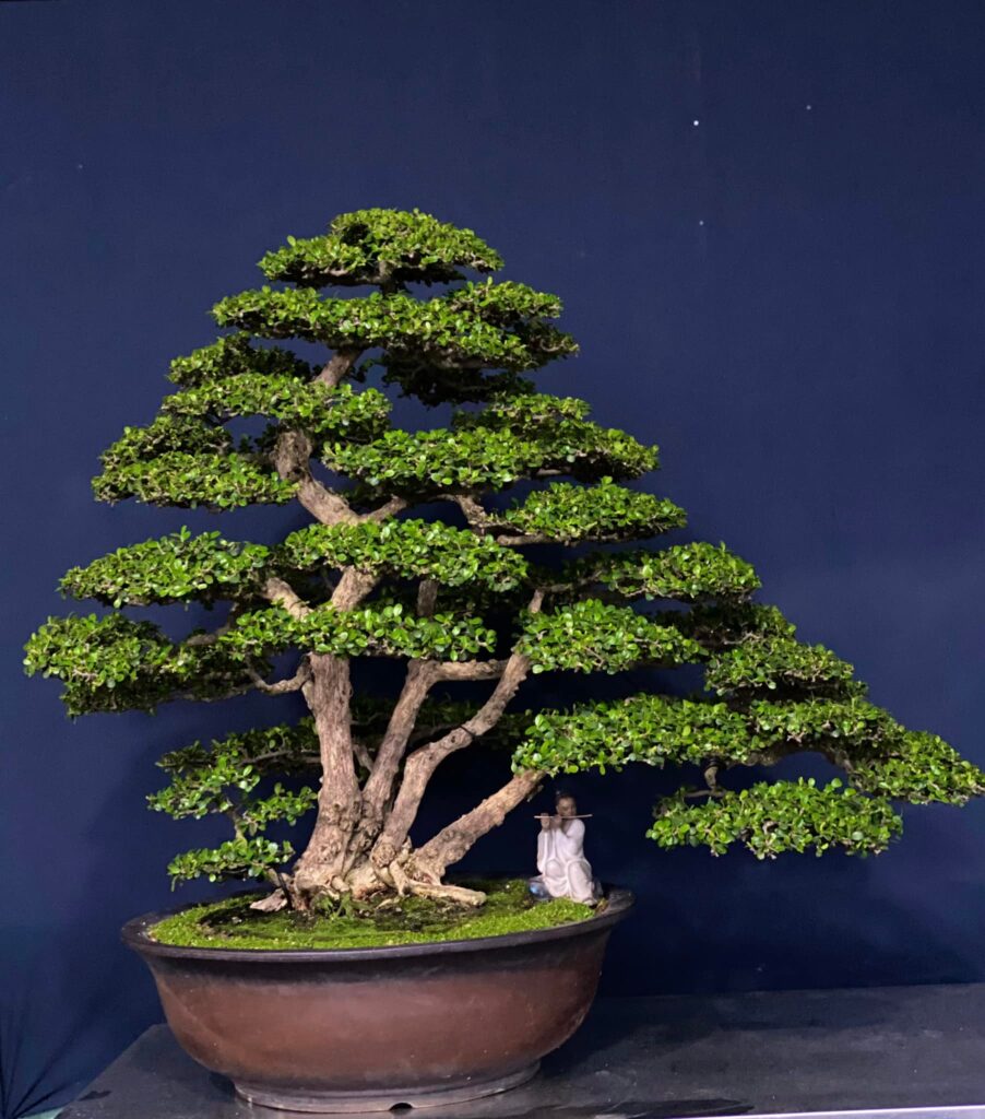 bonsai cây sam núi mẫu số 11