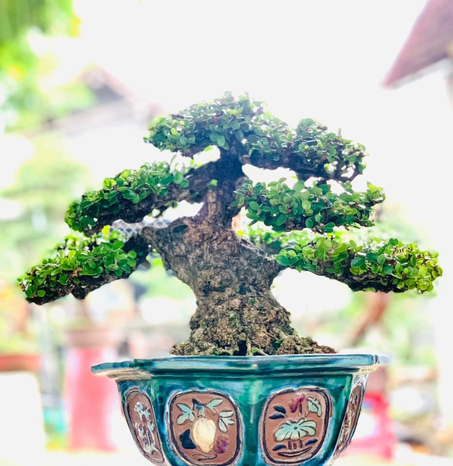 bonsai cây sam núi mẫu số 12