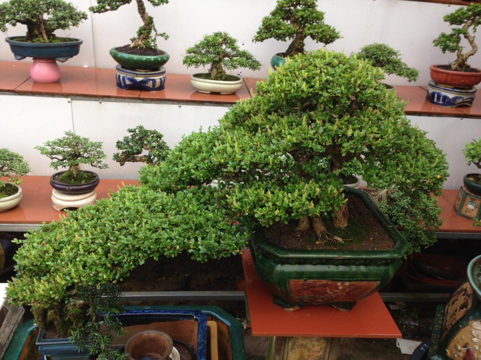 bonsai cây sam núi mẫu số 14