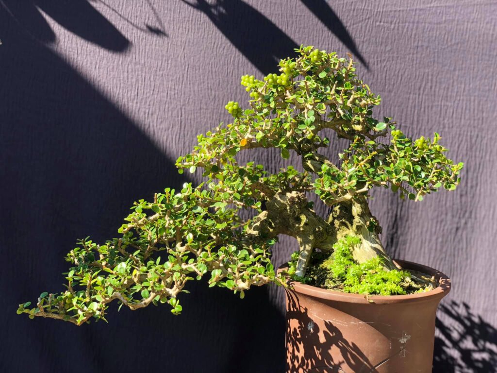 bonsai cây sam núi mẫu số 15