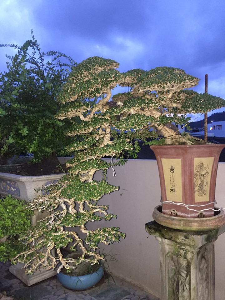 bonsai cây sam núi mẫu số 16