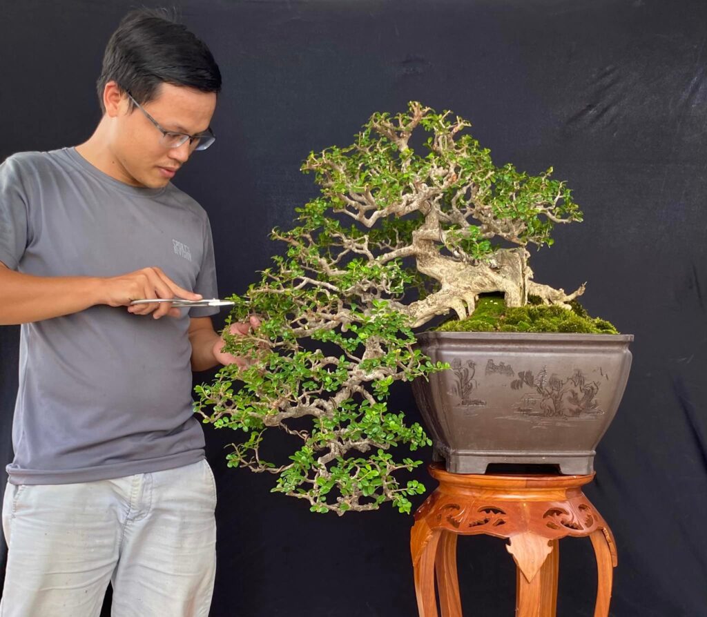 chăm sóc bonsai sam núi