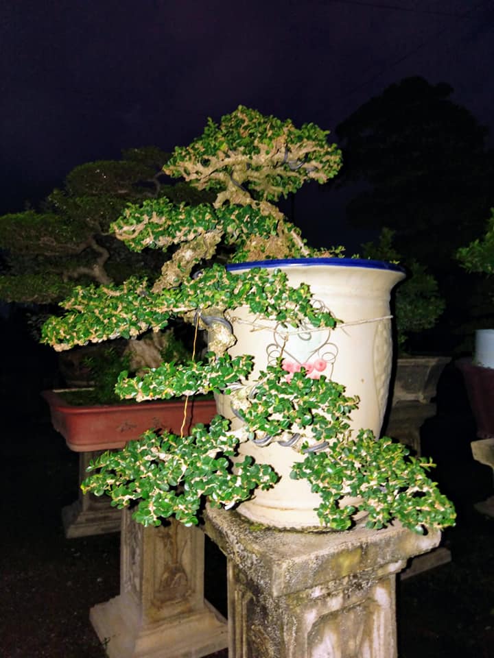 cây sam núi bonsai phù hợp với người mệnh mộc và mệnh hỏa