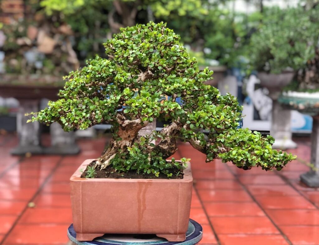 nên trồng bonsai sam núi trước nhà