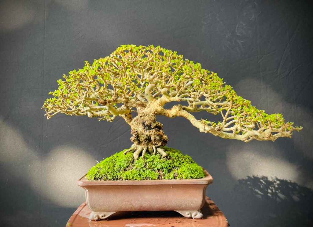 chúng tôi là địa chỉ bán bonsai sam núi uy tín