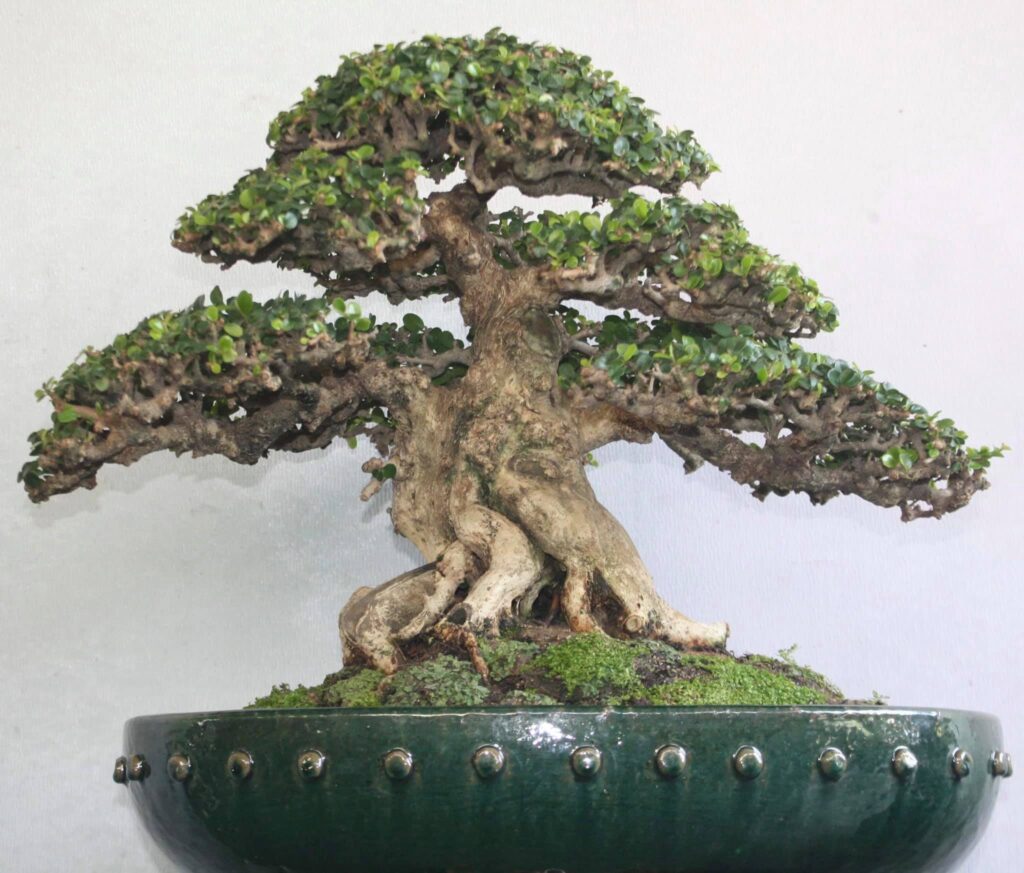 bonsai sam núi mẫu số 1