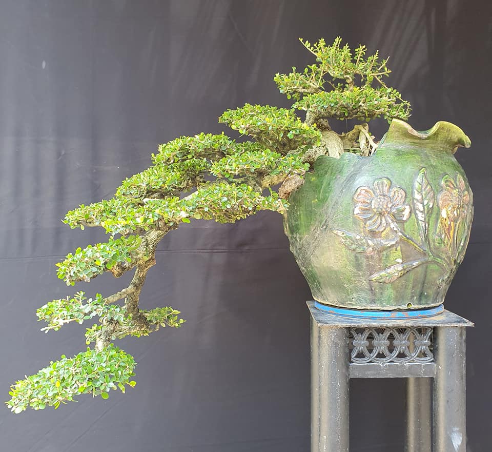 bonsai sam núi mẫu số 2