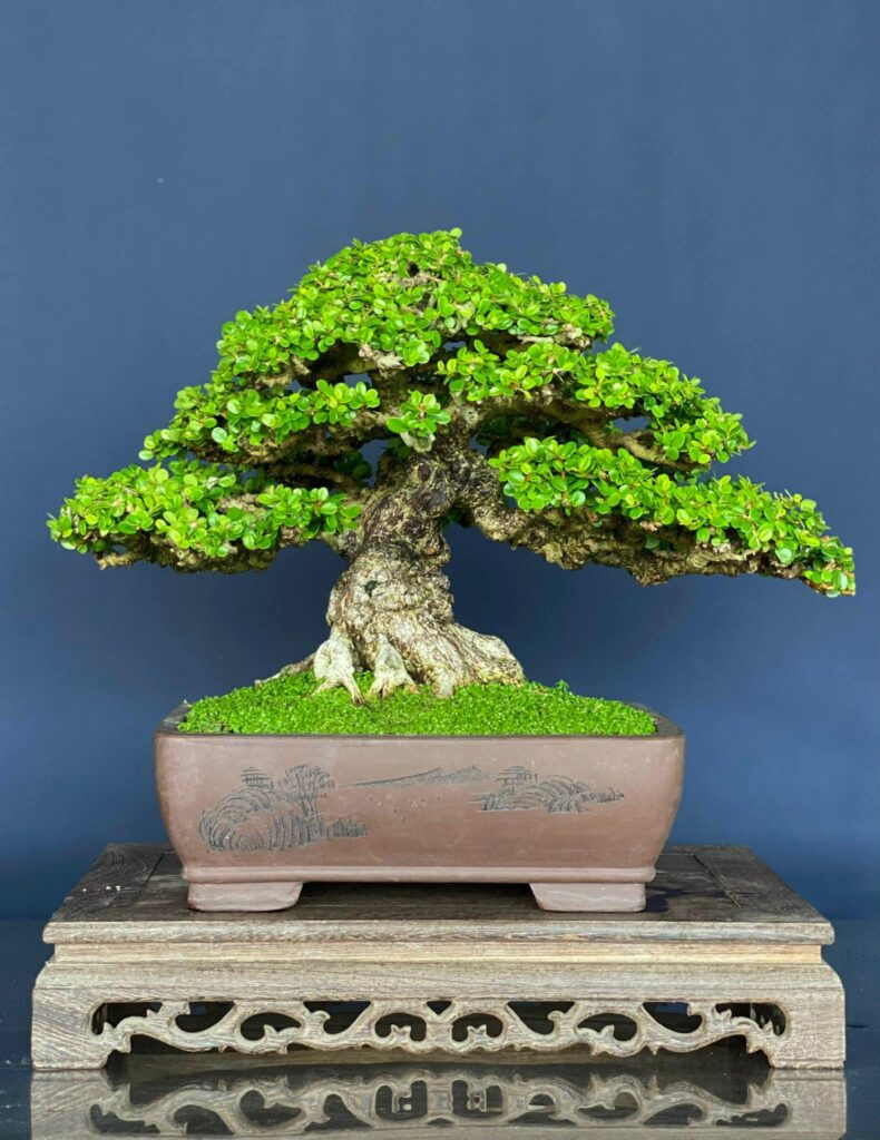 bonsai cây sam núi mẫu số 3