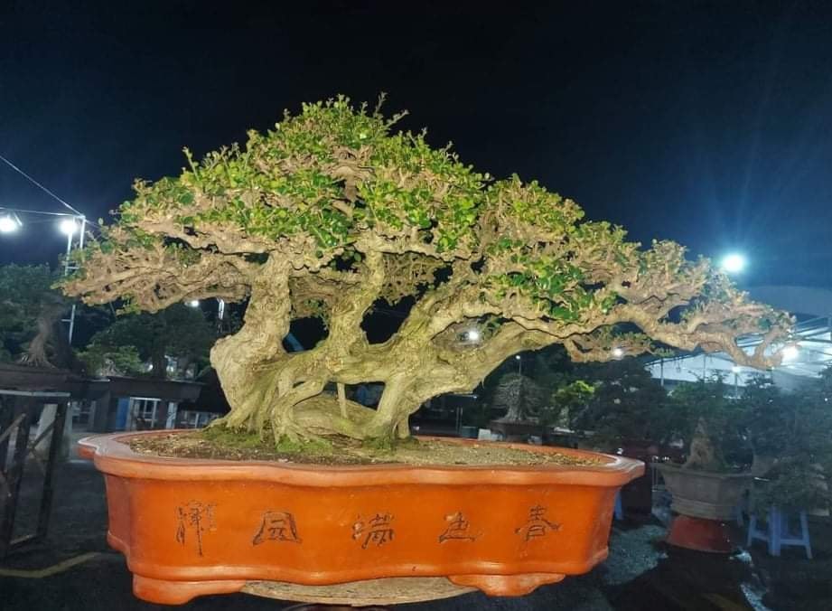 bonsai cây sam núi mẫu số 5