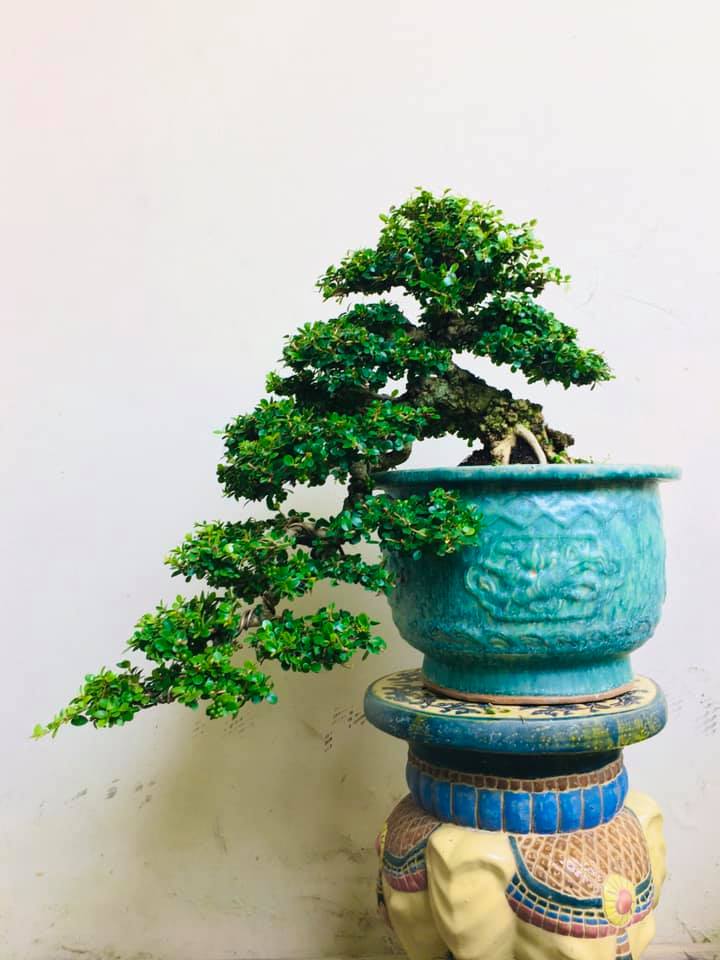 bonsai cây sam núi mẫu số 6