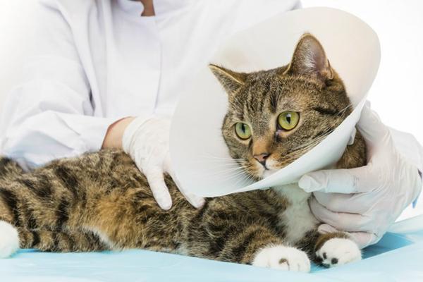 feline-immunodeficiency-virus-186498028