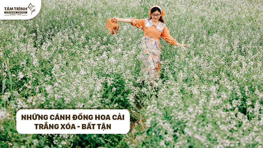 Cánh đồng hoa cải bất tận ở Đà Lạt 