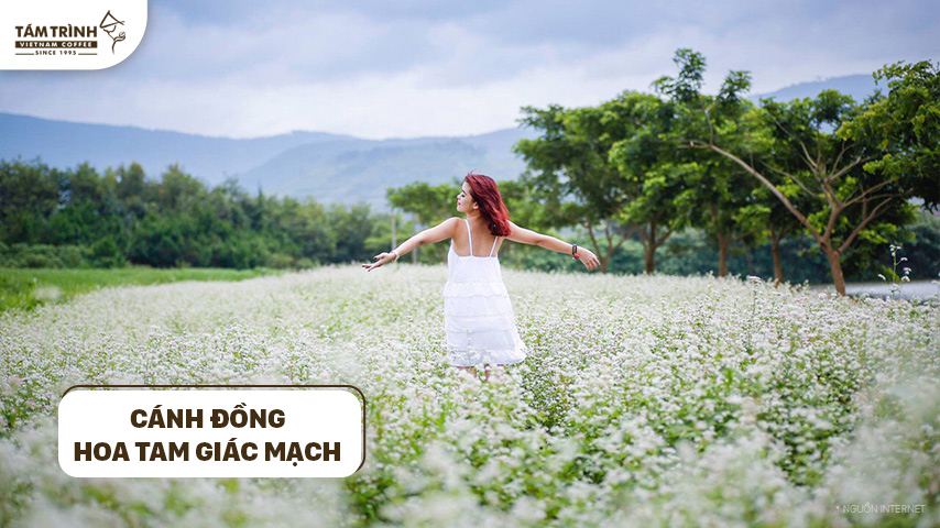 Chụp ảnh cùng cánh đồng hoa tam giác mạch thơ mộng